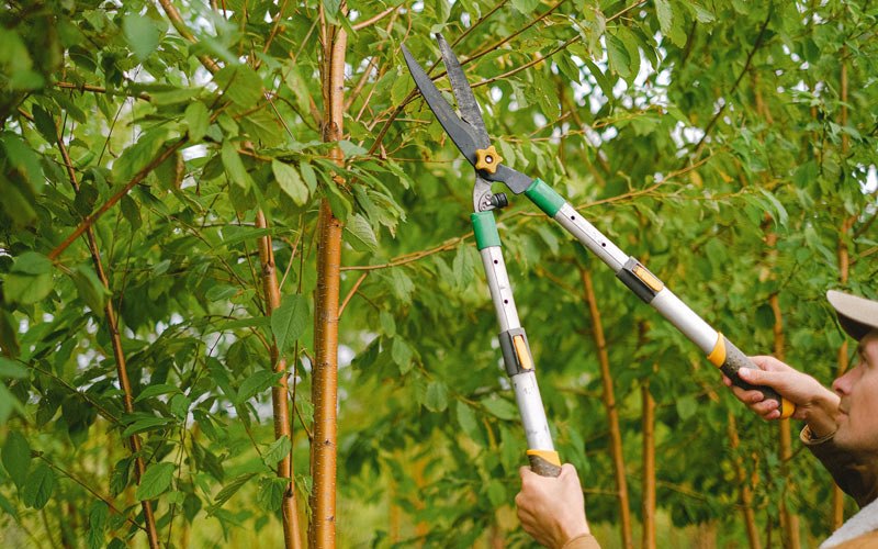 Tree trimming in Arbovale, WV